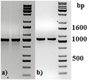 Multiplexed Nanopore Sequencing of HLA-B Locus in Māori and Pacific Island Samples